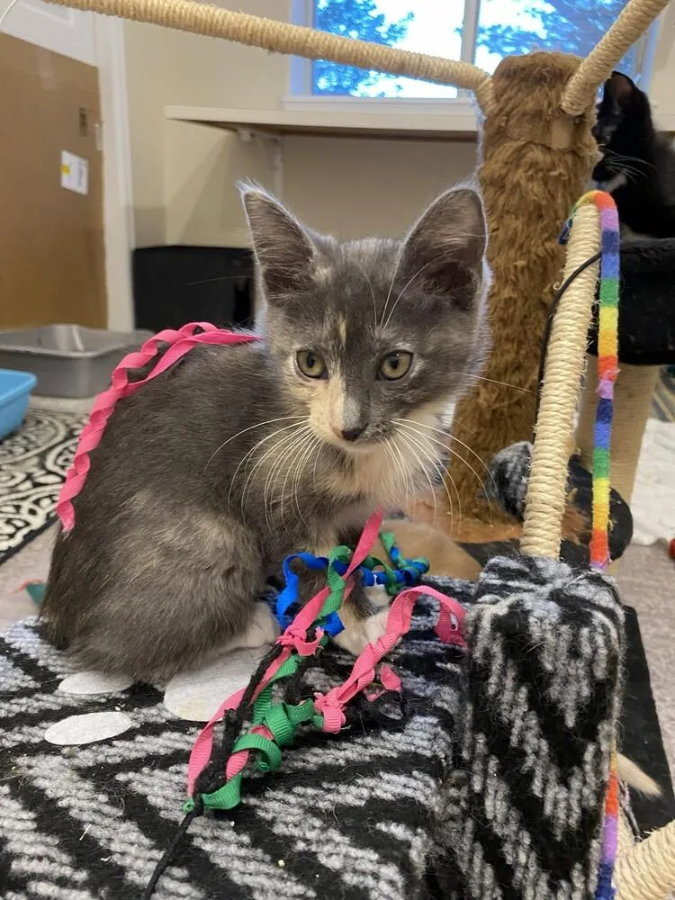 A baby small-sized female Domestic Short Hair cat named Beautiful for adoption in Aurora, CO