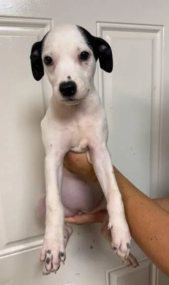 A baby medium-sized female Labrador Retriever dog named Angel for adoption in Madison, NJ