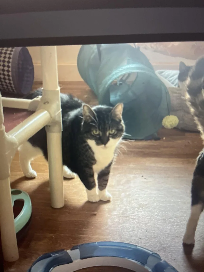An adult medium-sized female Gray / Blue / Silver Domestic Short Hair cat named Willow for adoption in Pittsboro, NC
