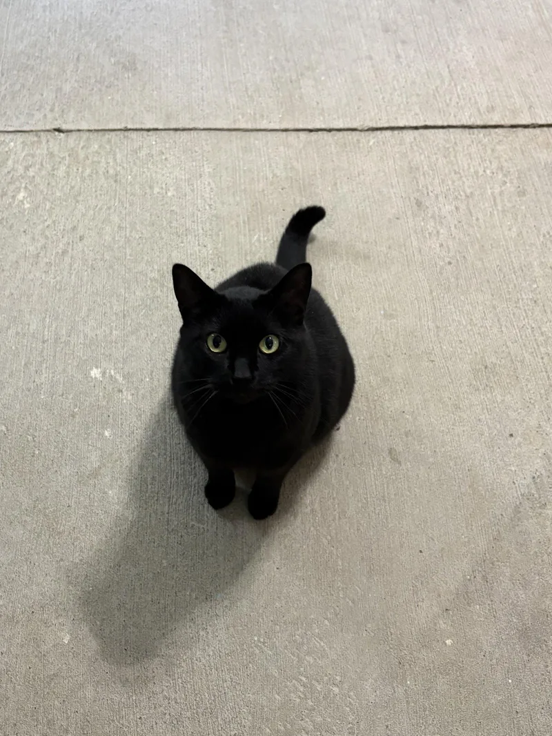 An adult medium-sized male Black Domestic Short Hair cat named Jett for adoption in Woodsfield, OH