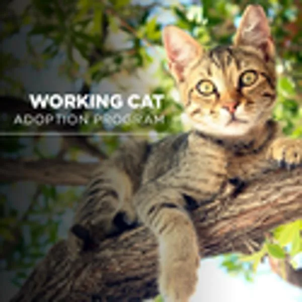 A baby small-sized male Domestic Short Hair cat named Working Cat Banana for adoption in Oceanside, CA