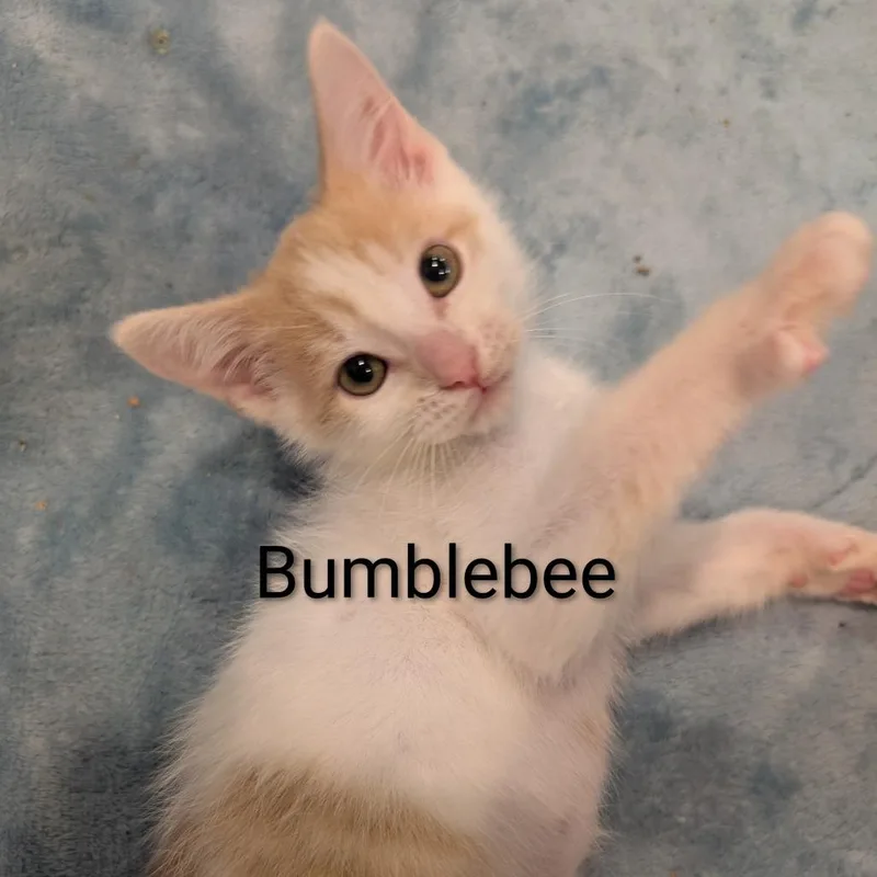 A baby medium-sized male White Domestic Short Hair cat named Bumblebee for adoption in Roselle, IL