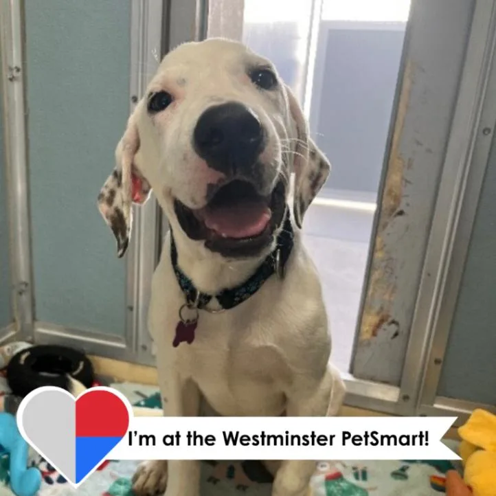 A baby medium-sized male White / Cream Mixed Breed dog named Jersey Mike for adoption in Fort Collins, CO