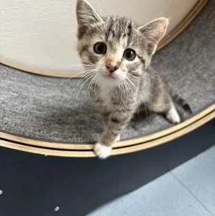 A baby medium-sized female Domestic Short Hair cat named Anna for adoption in Steamboat Springs, CO