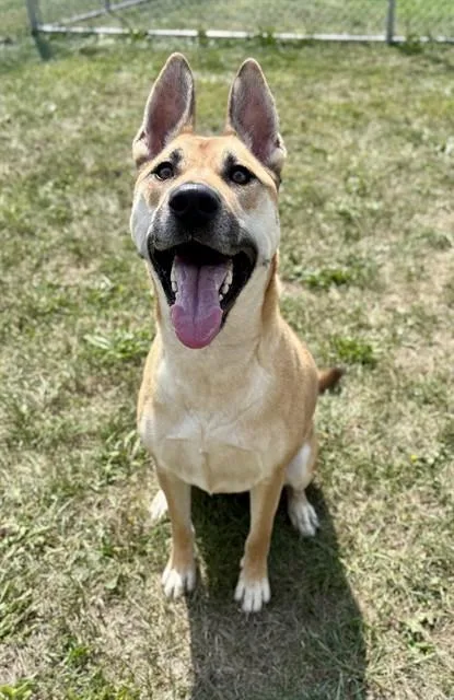 An adult medium-sized female German Shepherd Dog dog named Nala for adoption in Kalamazoo, MI