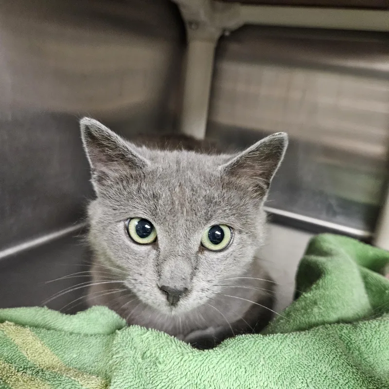A young medium-sized male Gray / Blue / Silver Russian Blue cat named Bluey for adoption in Bluffton, IN