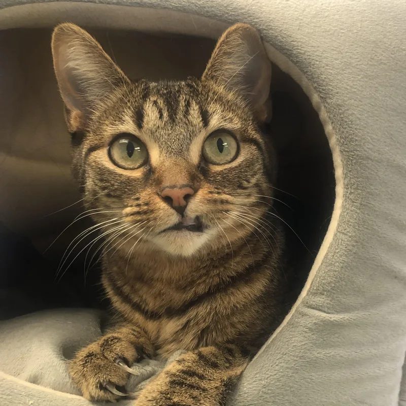 A young medium-sized female Tabby (Brown / Chocolate) Domestic Short Hair cat named Bonnie for adoption in Parma, OH