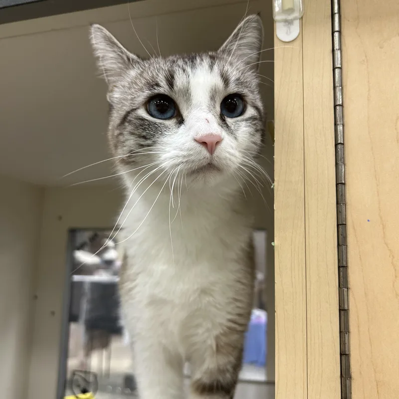 An adult medium-sized male Domestic Short Hair cat named Frosty the Snowcat for adoption in Mokena, IL