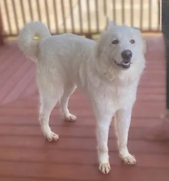 Polar Pop thumbnail 2