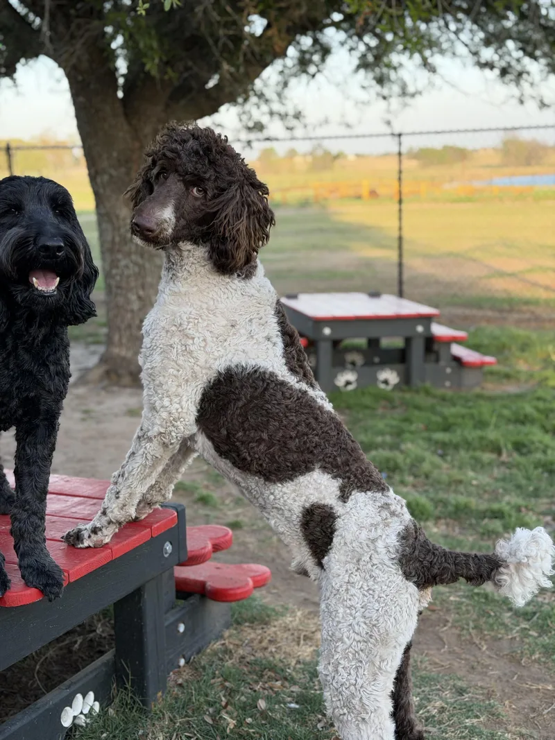 Prescott thumbnail 2