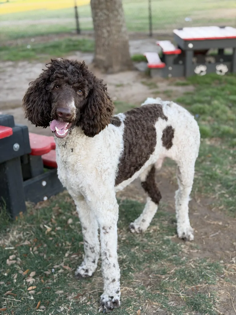 An adult large-sized male Standard Poodle dog named Prescott for adoption in Paris, TX