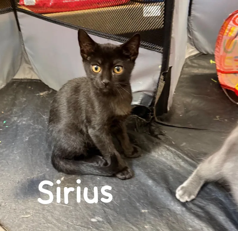 A young medium-sized male Black Domestic Short Hair cat named Sirius for adoption in Spring Lake, NJ