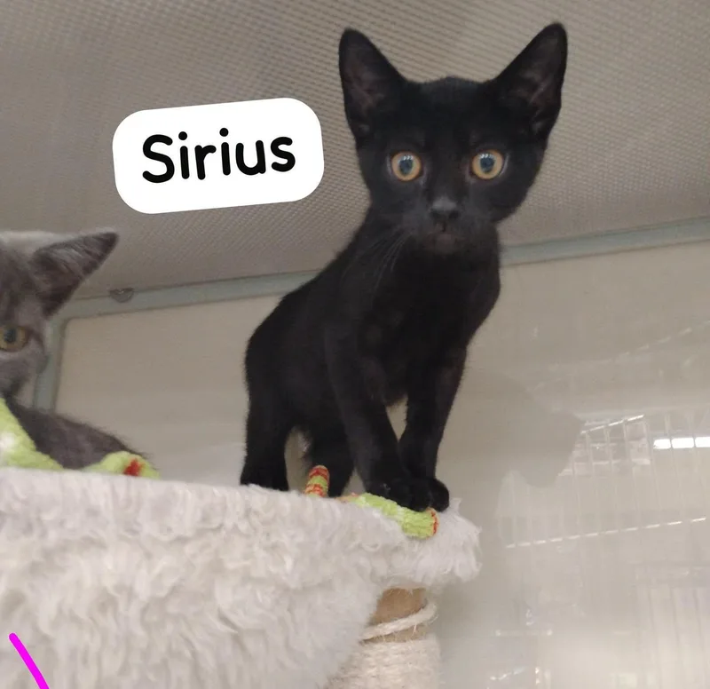 Sirius thumbnail 2