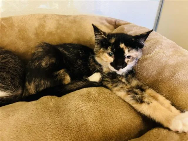 A baby small-sized female Domestic Short Hair cat named Phoebe for adoption in Santa Fe, NM