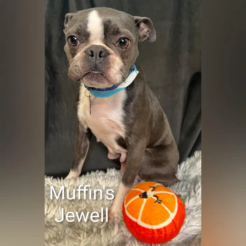 Muffin's Jewell