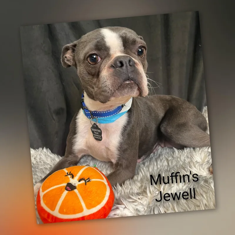 Muffin's Jewell thumbnail 2