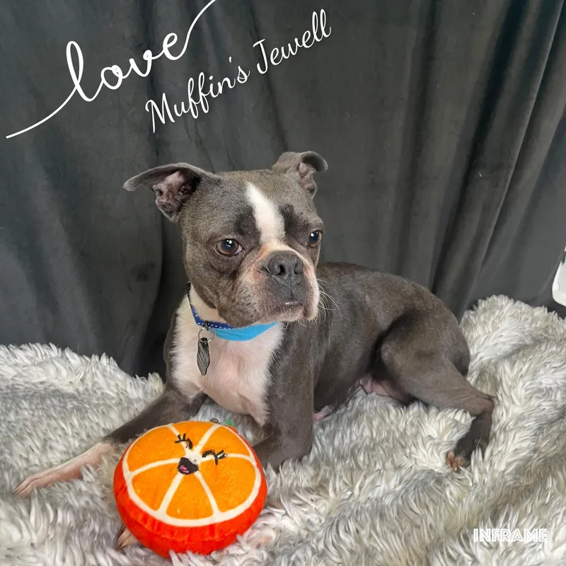 Muffin's Jewell thumbnail 4