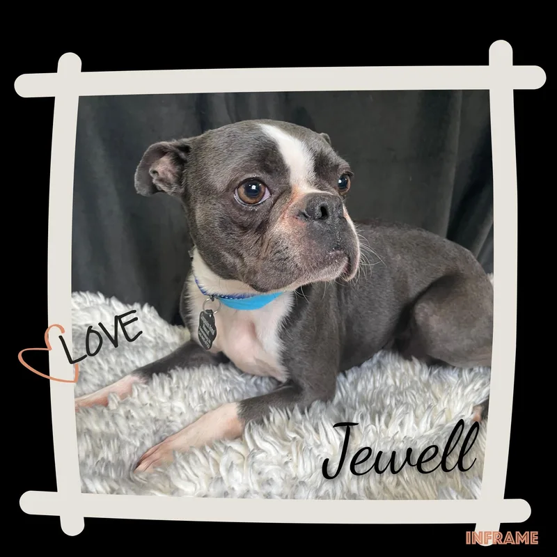 Muffin's Jewell thumbnail 5