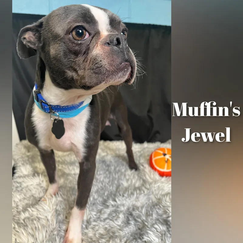 Muffin's Jewell thumbnail 6