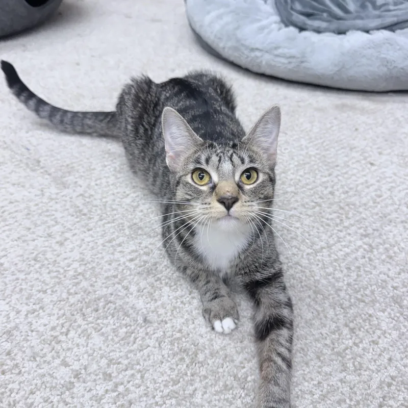 Elo And Ever thumbnail 2