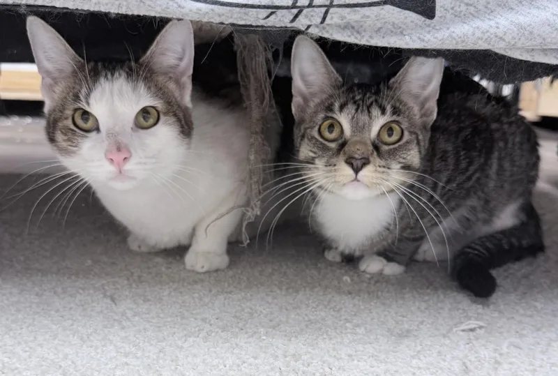 Elo And Ever thumbnail 3