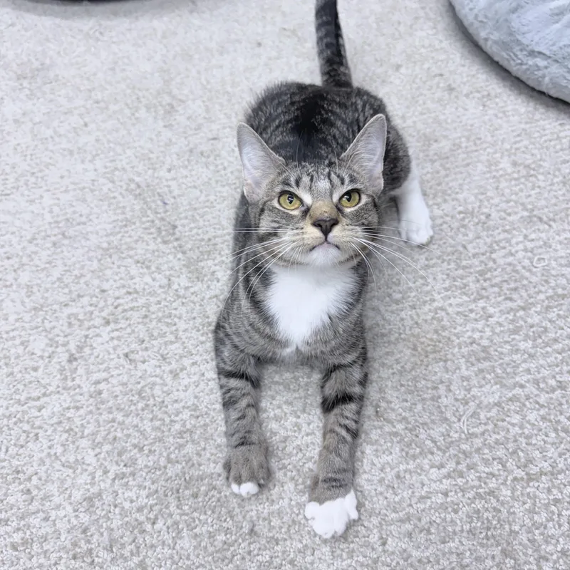 Elo And Ever thumbnail 4