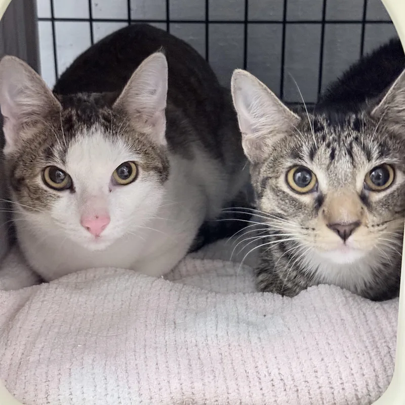 Elo And Ever thumbnail 5