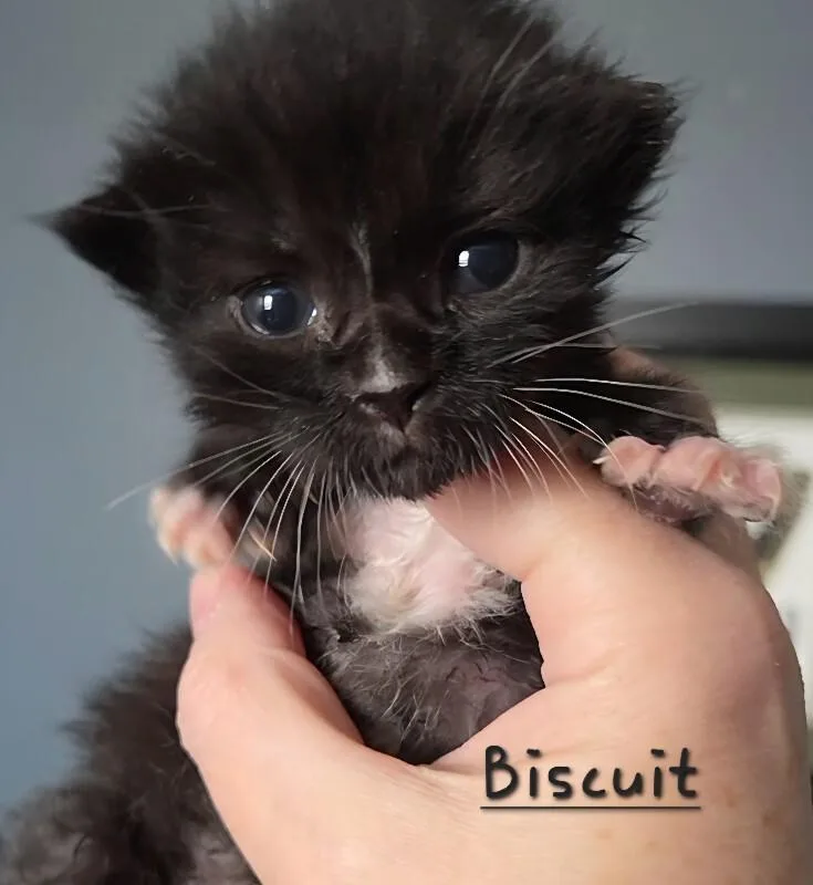 A baby medium-sized male Black Domestic Medium Hair cat named Biscuit for adoption in Colmar, PA
