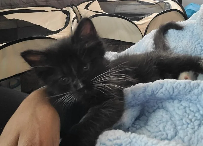 Biscuit thumbnail 2