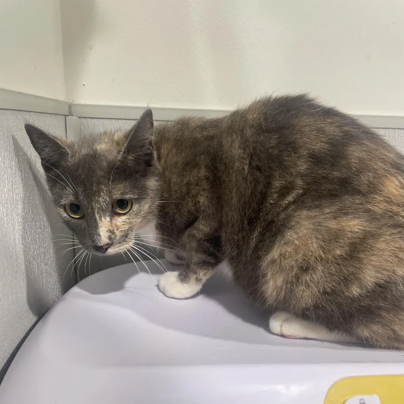 A young medium-sized female Calico Domestic Short Hair cat named Tibby for adoption in Tampa, FL