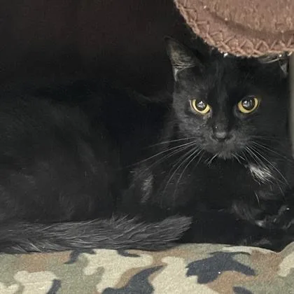 An adult small-sized female Domestic Short Hair cat named Tofu for adoption in Wheaton, IL