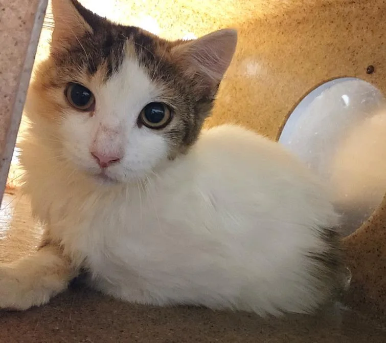 A baby small-sized female Domestic Medium Hair cat named Cardi for adoption in Hagerstown, MD
