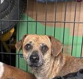 A young small-sized male Dachshund dog named Papi for adoption in San Antonio, TX