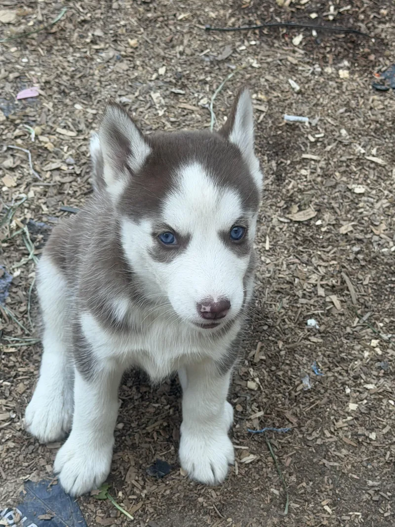 A baby large-sized female Red / Chestnut / Orange Husky dog named Mary J for adoption in Fredericksburg, VA
