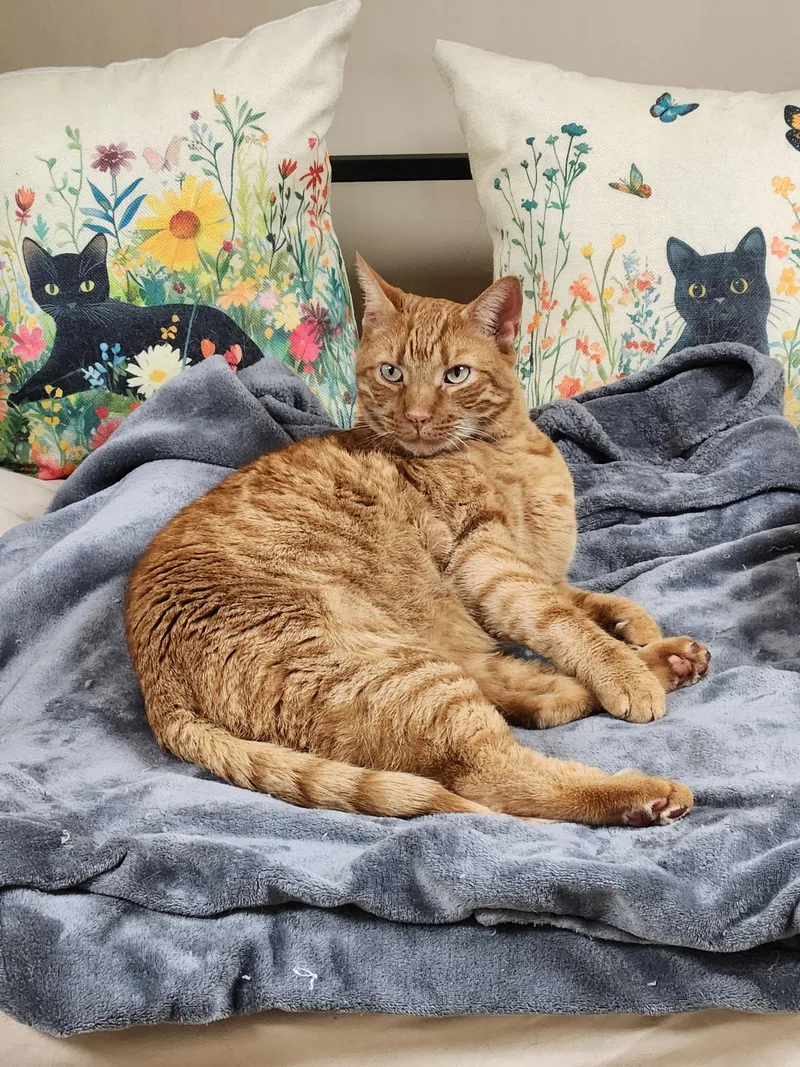 An adult large-sized male Orange / Red Domestic Short Hair cat named Sampson for adoption in Scranton, PA