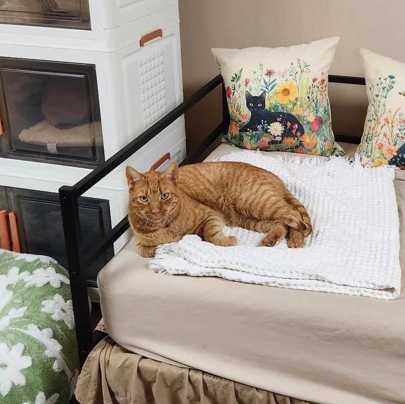 Sampson thumbnail 2