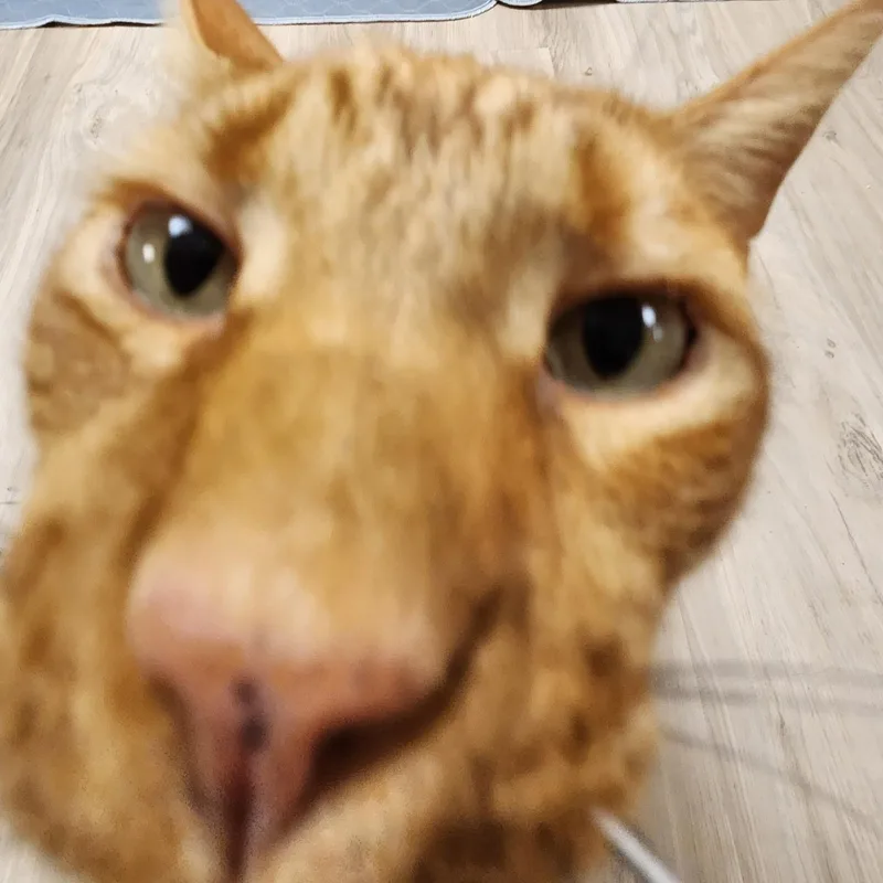 Sampson thumbnail 4
