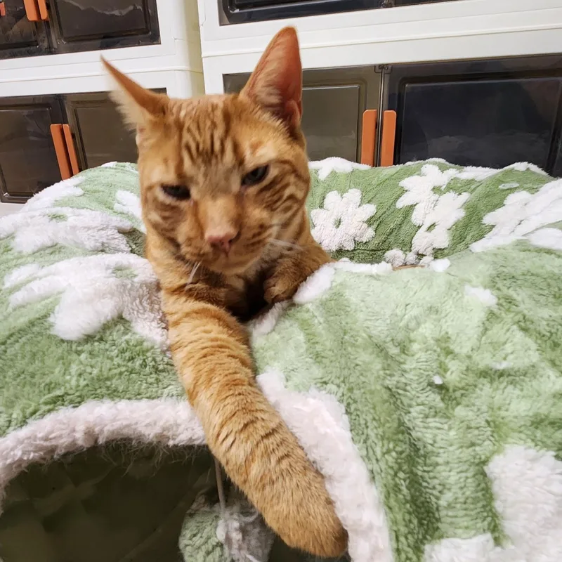 Sampson thumbnail 6