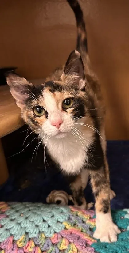 An adult small-sized female Domestic Short Hair cat named Sushi for adoption in Phoenix, AZ