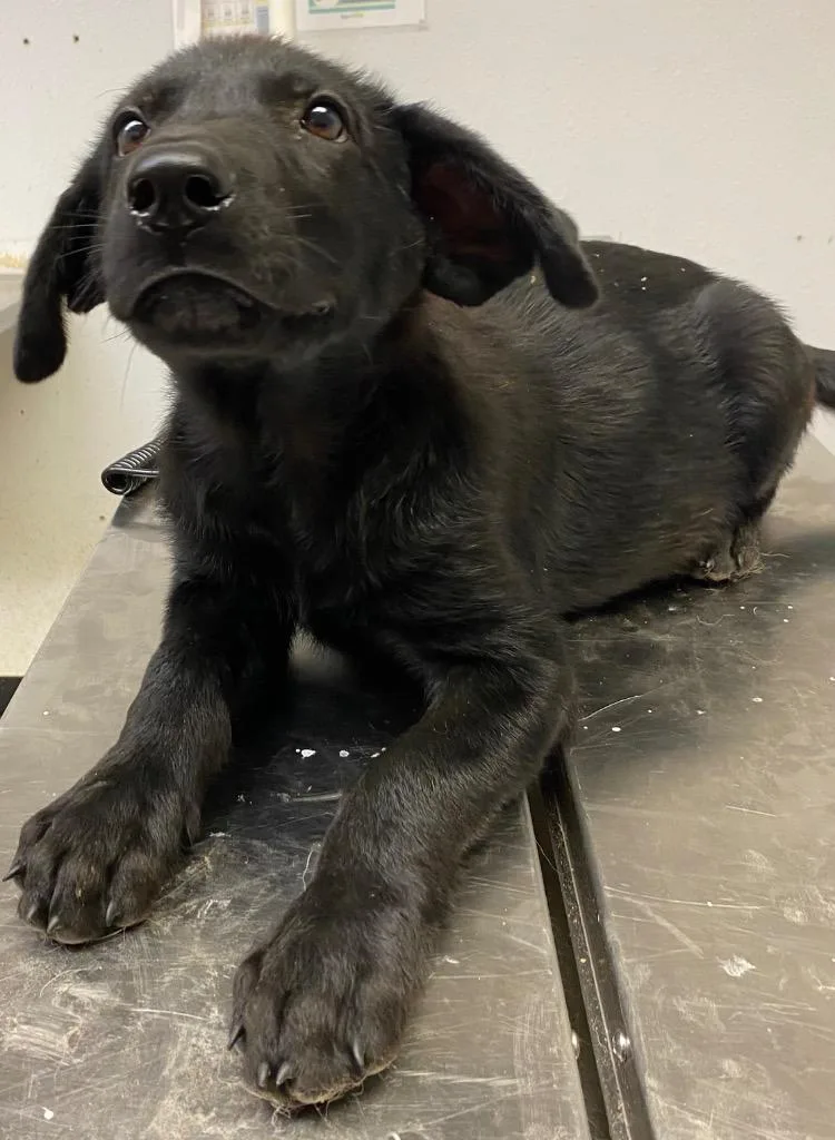 A baby small-sized male Mixed Breed dog named Linus for adoption in Lockhart, TX