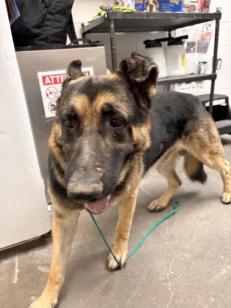 An adult large-sized male German Shepherd Dog dog named Maximus for adoption in Rio Rancho, NM