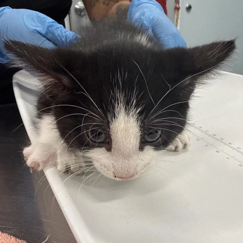 A baby small-sized female Black Domestic Short Hair cat named Vanity Smurf for adoption in Wheeling, IL