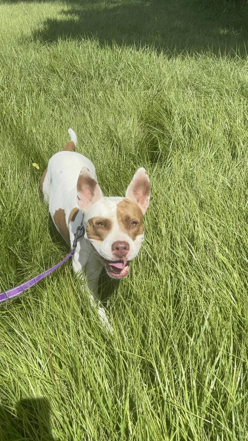 An adult medium-sized female White / Cream Pit Bull Terrier dog named Dolce for adoption in Lake Forest, IL