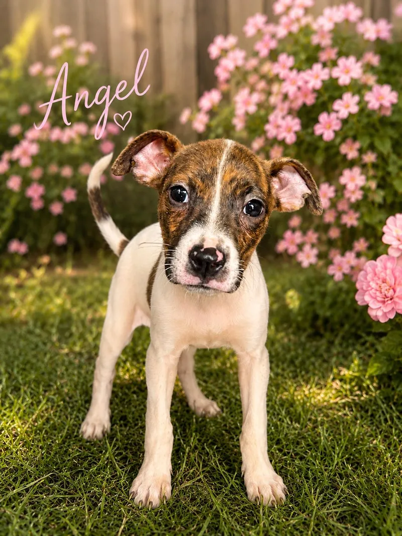 A baby medium-sized female Boxer dog named Angel for adoption in Carmel, NY