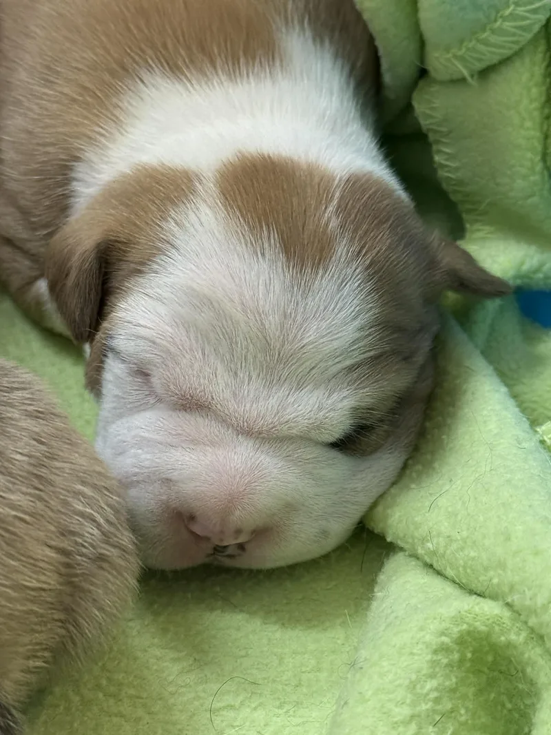A baby medium-sized male American Bulldog dog named Daffy for adoption in Herndon, VA