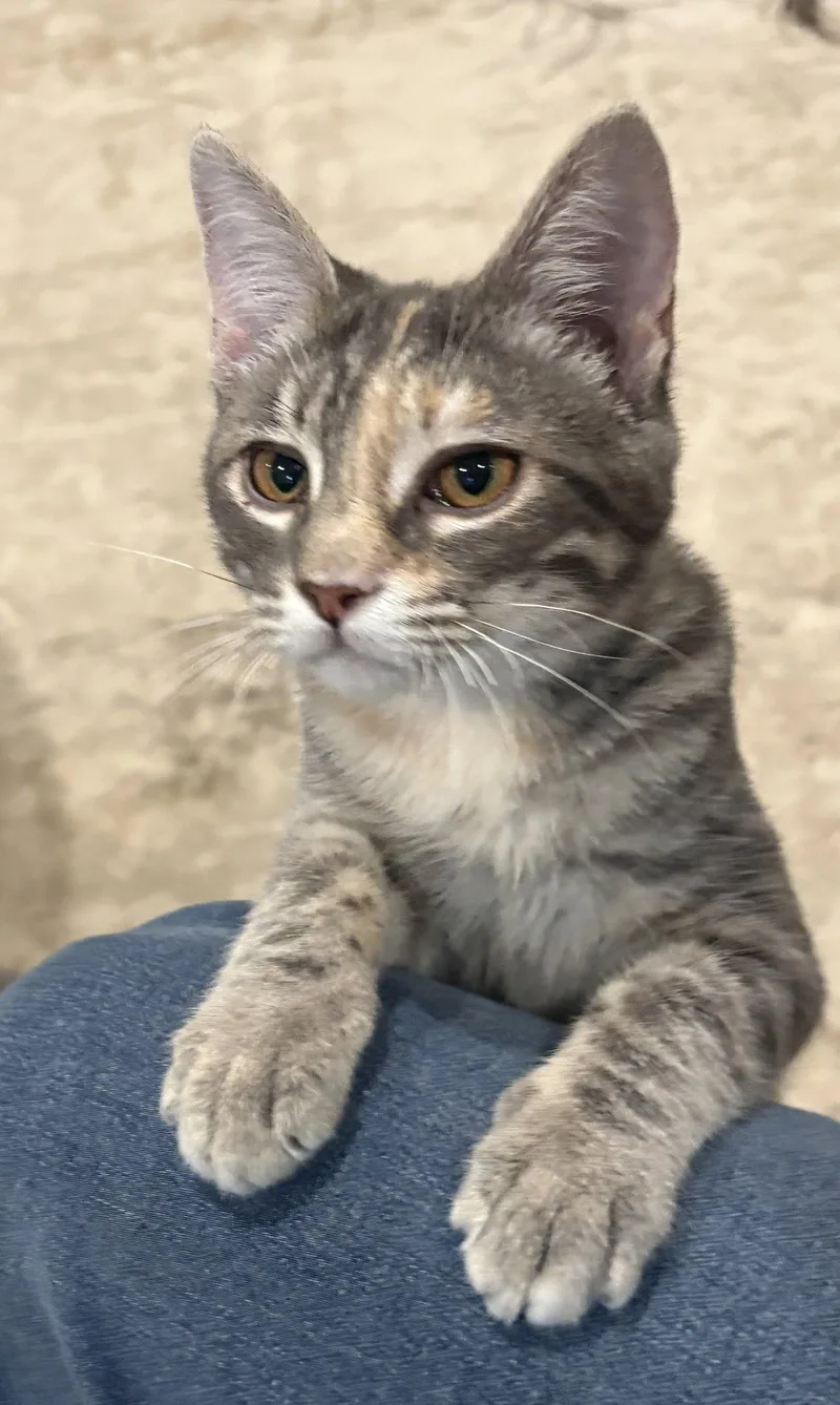 A young medium-sized female Domestic Short Hair cat named Harriet for adoption in Reston, VA