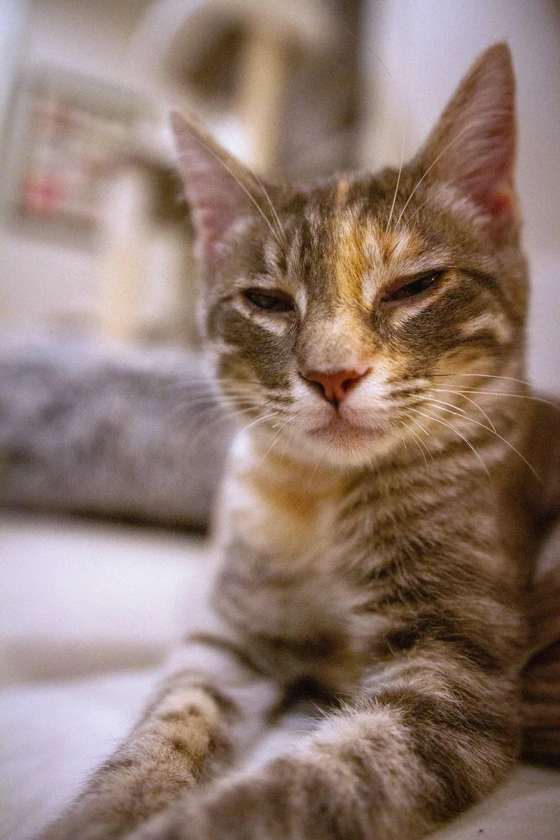 Harriet thumbnail 3