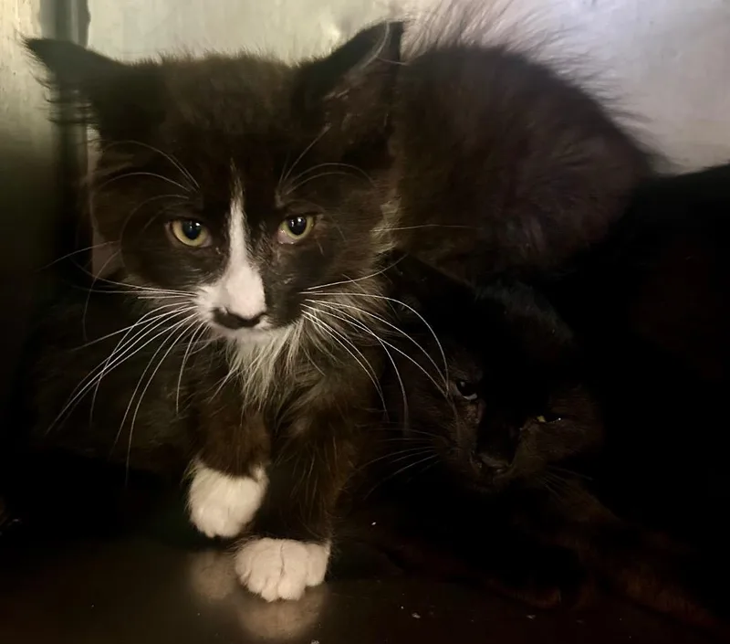 A baby medium-sized male Domestic Medium Hair cat named Rabun for adoption in Cumming, GA