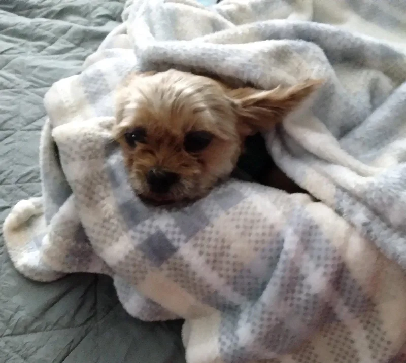 A senior small-sized male Yorkshire Terrier dog named Frankie for adoption in Cuyahoga Falls, OH