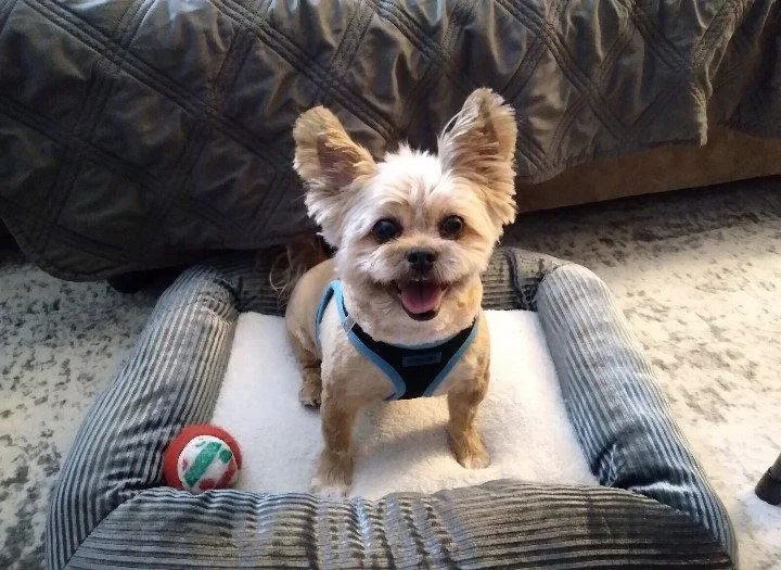 Frankie thumbnail 2